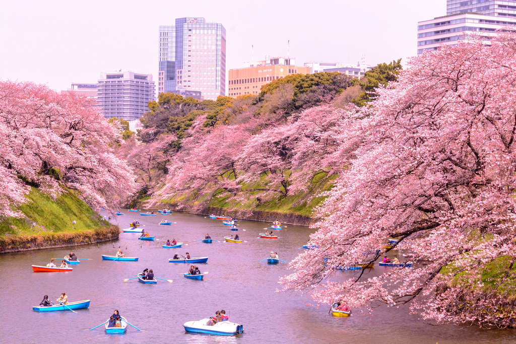 Chidorigafuchi (Kudanshita) - Địa điểm ngắm hoa anh đào tại Tokyo