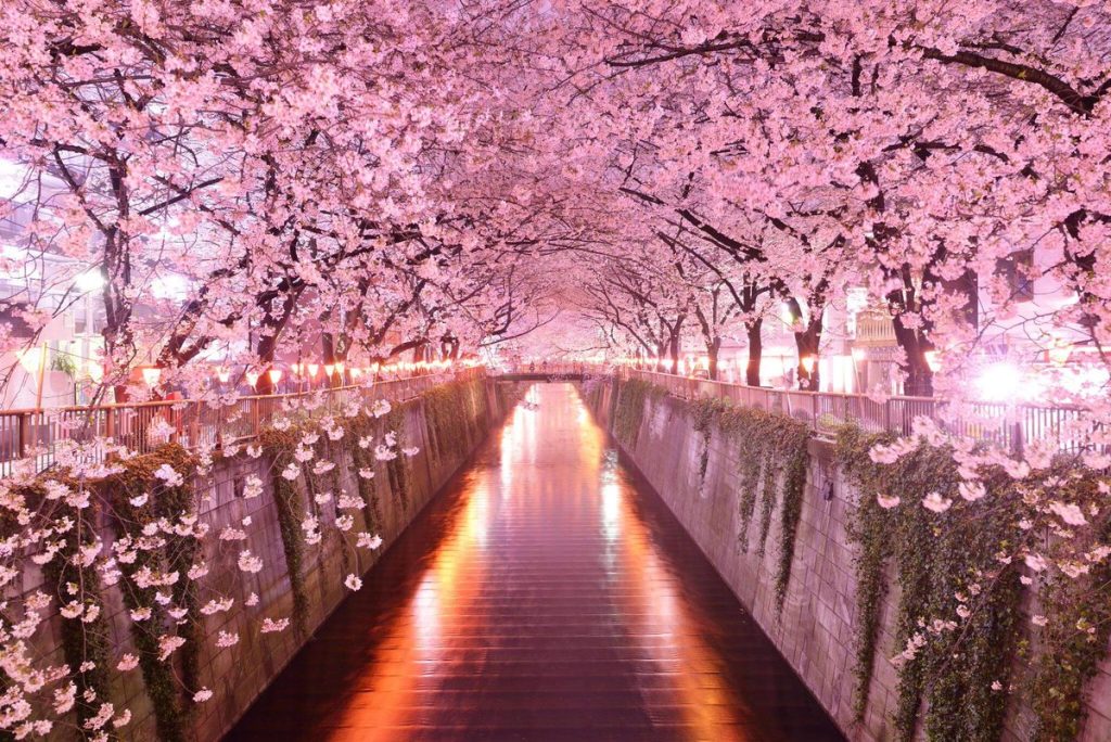 Sông Meguro (Meguro) - Địa điểm ngắm hoa anh đào ở Tokyo
