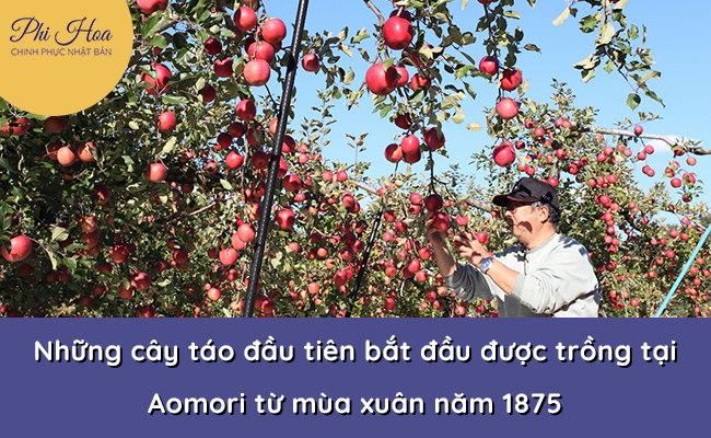 Cây táo đầu tiên ở Aomori Nhật Bản được trồng từ năm 1875