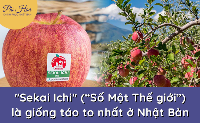 Sekai Ichi - một trong những giống táo nổi tiếng ở Aomori Nhật Bản